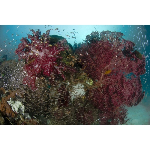 Indonesia, Papua Reef panorama of soft coral